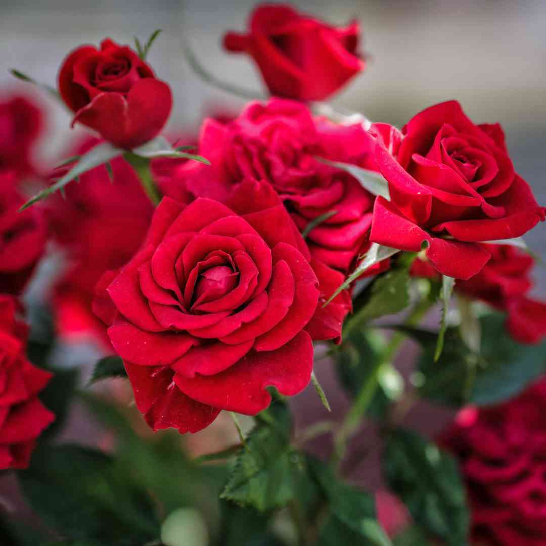 Roses in Bloom Fragrance Oil